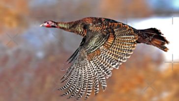 Do turkeys fly high?