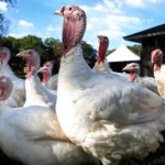 Does Costco have fresh turkeys 2020?