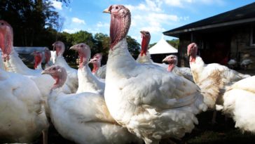 Does Costco have fresh turkeys 2020?