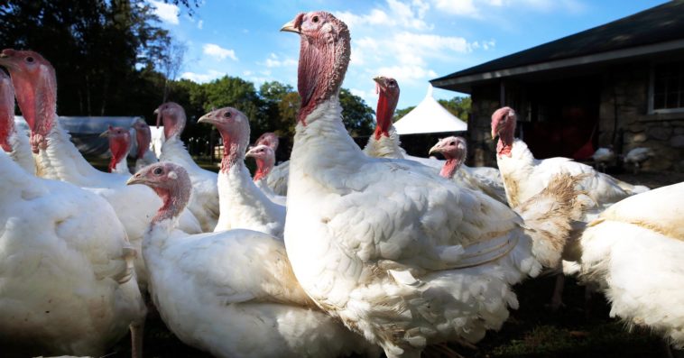 Does Costco sell fresh turkeys 2020?