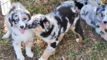 Does Home Depot have a discount program?