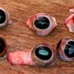 Does McDonald's use cow eyeballs?