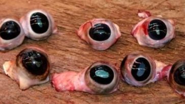 Does McDonald's use cow eyeballs?