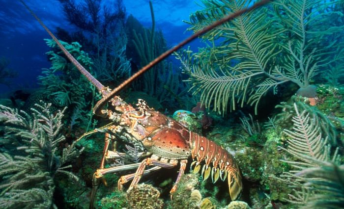 Does Red Lobster boil lobsters alive?