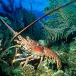 Does Red Lobster boil lobsters alive?
