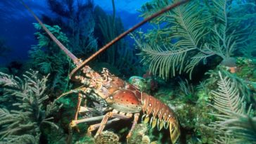 Does Red Lobster boil lobsters alive?