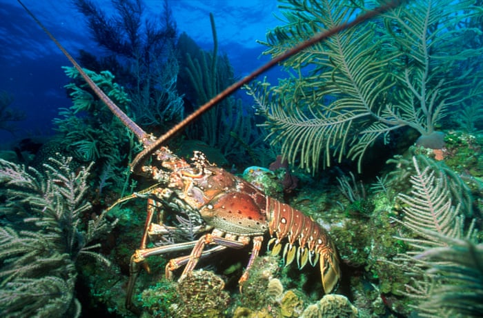 Does Red Lobster boil lobsters alive?