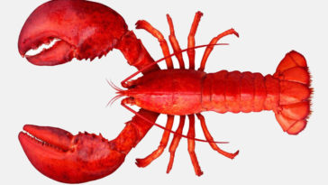 Does Red Lobster serve fake lobster?