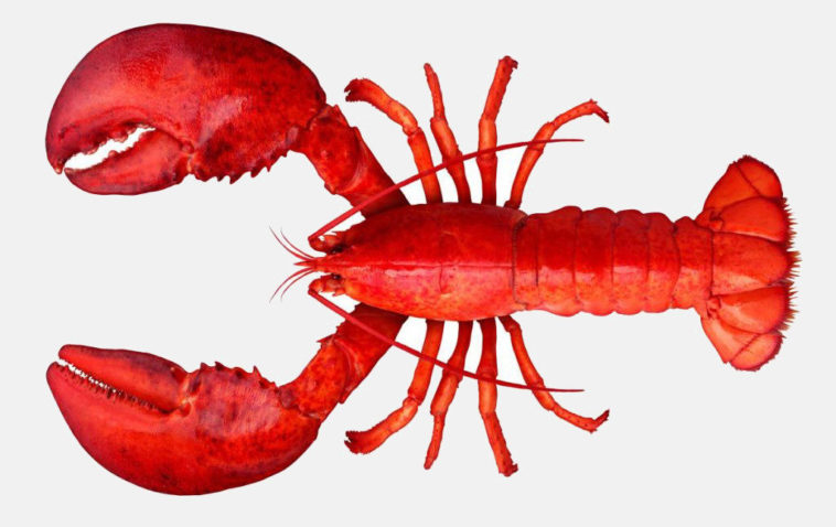 Does Red Lobster serve fake lobster?