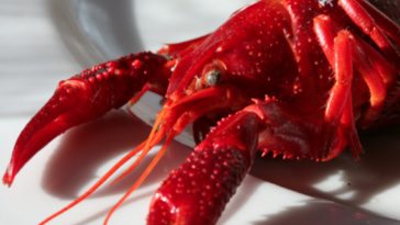 Does Red Lobster use fake lobster?