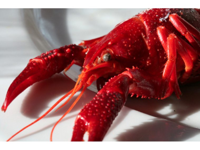 Does Red Lobster use fake lobster?