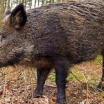 Does Wegmans sell Boar's Head meats?