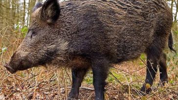 Does Wegmans sell Boar's Head meats?