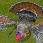 How do I know if my turkey is Tom?