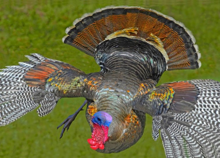 How do I know if my turkey is Tom?