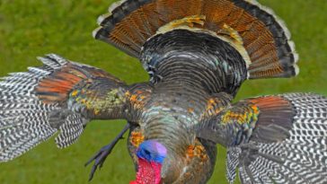 How do I know if my turkey is Tom?