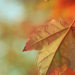 How do you say happy Thanksgiving in Quebec?