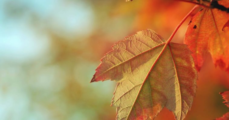 How do you say happy Thanksgiving in Quebec?