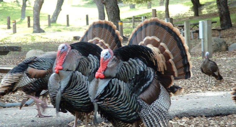 How do you tell if a turkey is a male or female?