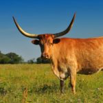 How does LongHorn eClub work?