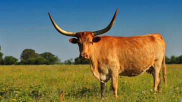 How does LongHorn eClub work?