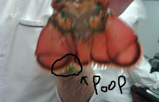 How does a lobster poop?