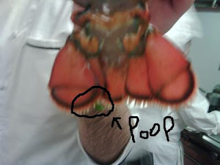How does a lobster poop? - Foodly