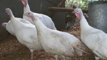 How many turkey hens are in a Tom?