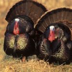 How many turkeys are killed for Thanksgiving?