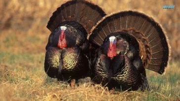 How many turkeys are killed for Thanksgiving?