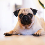 How much do turkeys cost alive?