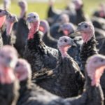How much do turkeys cost per pound?