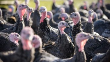 How much do turkeys cost per pound?