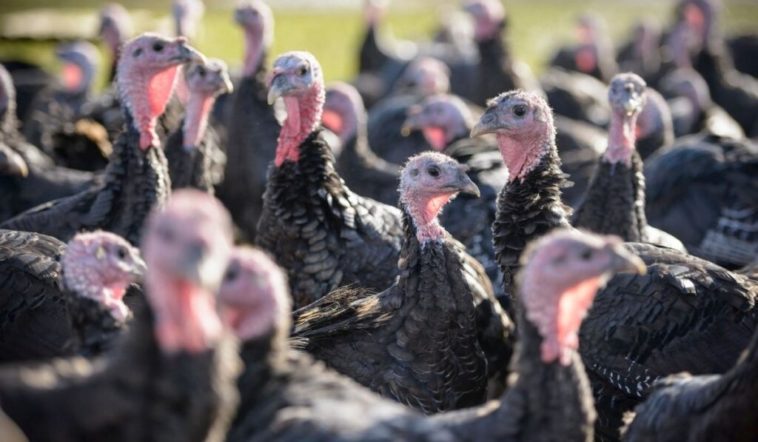 How much do turkeys cost per pound?