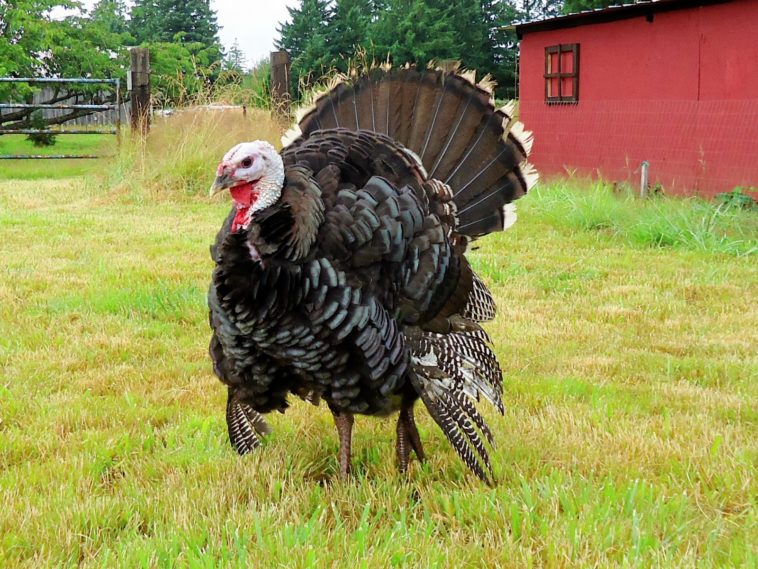 How much does a full grown turkey cost?