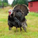 How much does a full grown turkey cost?