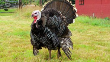 How much does a full grown turkey cost?