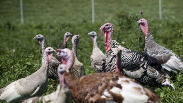 How much does a pasture raised turkey cost?