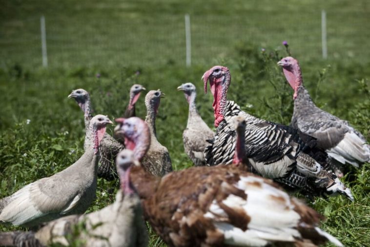 How much does a pasture raised turkey cost?
