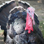 How much is a full grown turkey?