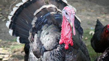 How much is a full grown turkey?