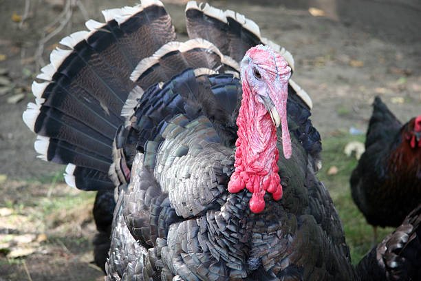 How much is a full grown turkey?