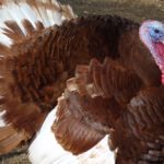 How much is a turkey for Thanksgiving?