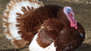 How much is a turkey for Thanksgiving?