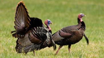 How tall is a female turkey?