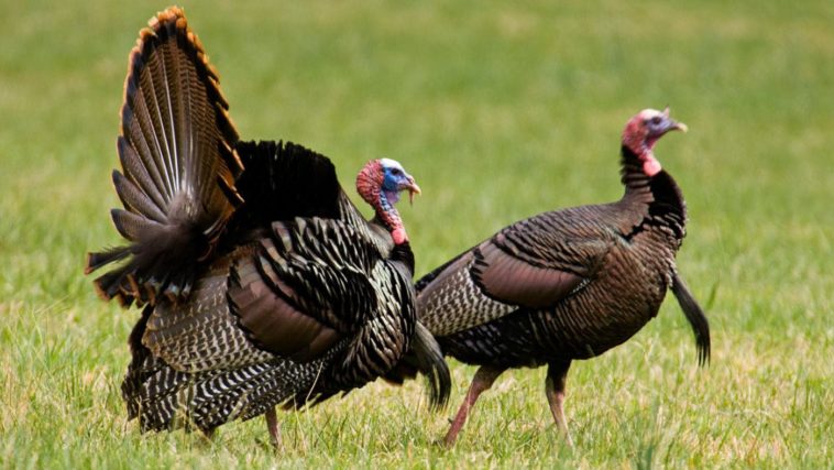 How tall is a female turkey?