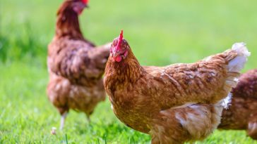 Is Rosie's Chicken humane?