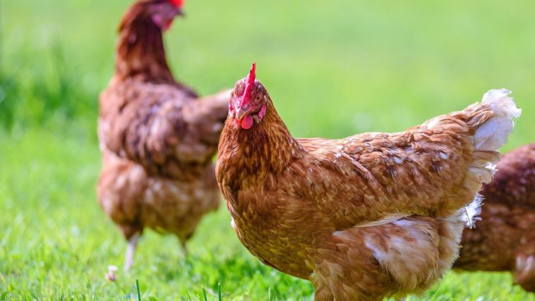 Is Rosie's Chicken humane?