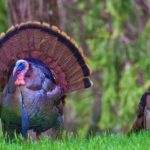 Is a 20 lb turkey Big?