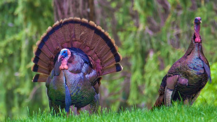 Is a 20 lb turkey Big?